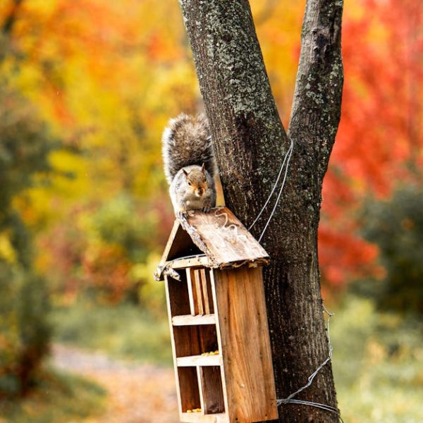 A squirrel sits on the roof of a wooden bird feeder attached to a tree, with colorful autumn foliage in the background.