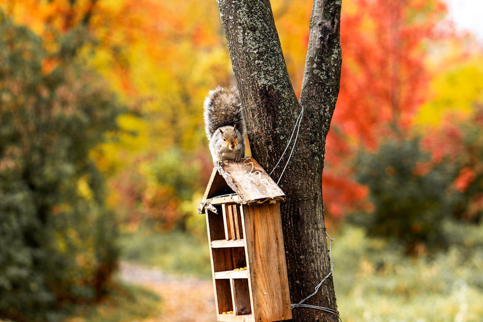 A squirrel sits on the roof of a wooden bird feeder attached to a tree, with colorful autumn foliage in the background.