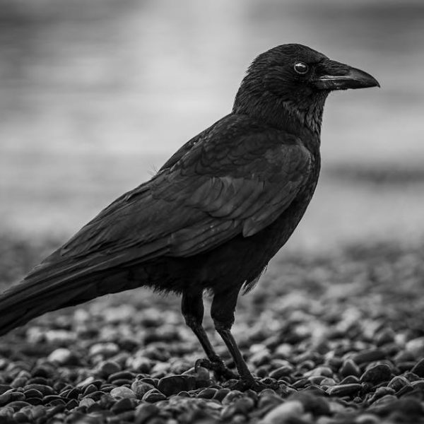 A black and white photo of a crow standing on a pebbled surface, with a blurred background.