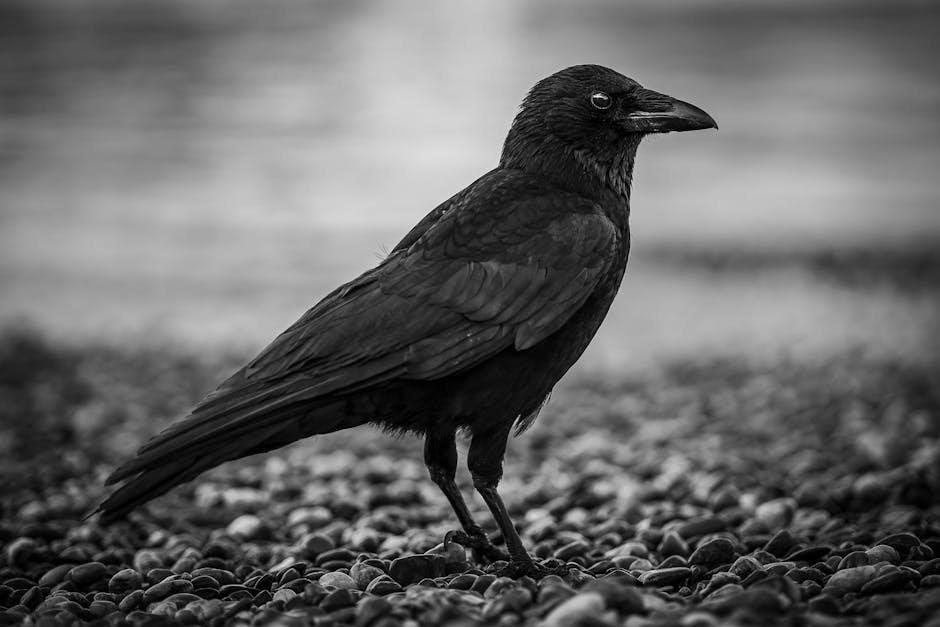 A black and white photo of a crow standing on a pebbled surface, with a blurred background.