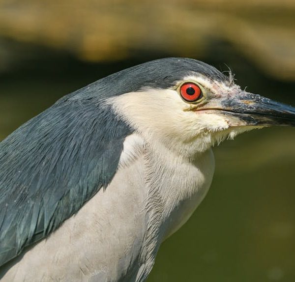 Close-up of a black-crowned night heron with red eyes, gray and white feathers, and a long black beak against a blurred natural background.