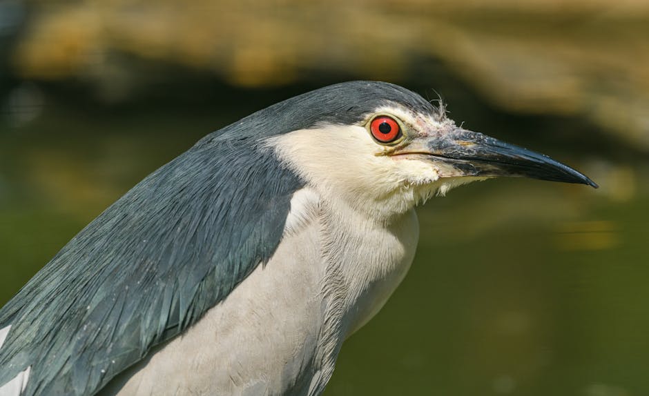 Close-up of a black-crowned night heron with red eyes, gray and white feathers, and a long black beak against a blurred natural background.