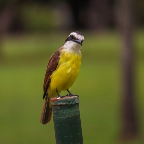 A small bird with yellow underparts and brown wings is perched on a green post, with a blurred green background.