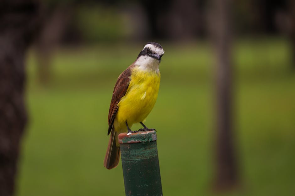 A small bird with yellow underparts and brown wings is perched on a green post, with a blurred green background.
