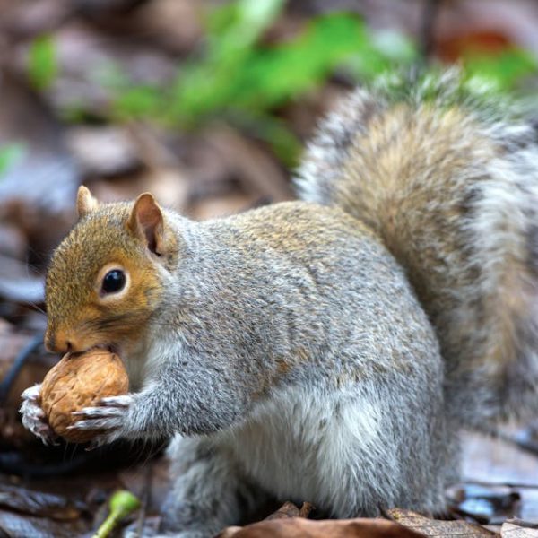 A gray squirrel holds and nibbles on a walnut while standing on brown fallen leaves outdoors.