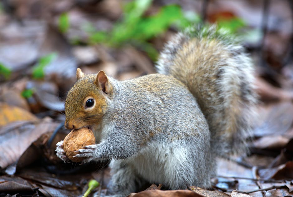 A gray squirrel holds and nibbles on a walnut while standing on brown fallen leaves outdoors.