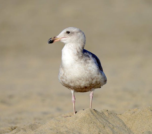 A seagull stands on a small mound of sand with a blurred sandy background.