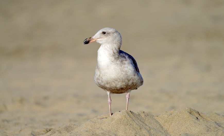 A seagull stands on a small mound of sand with a blurred sandy background.