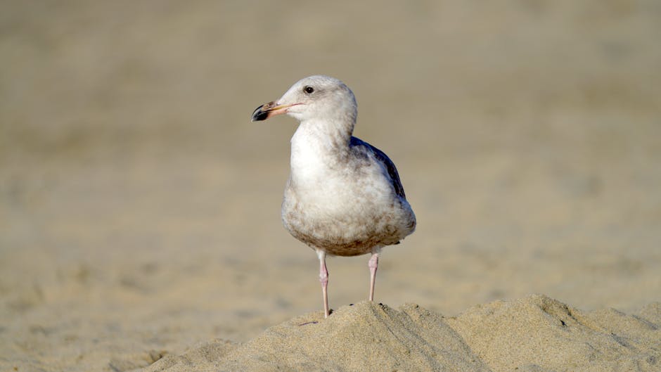 A seagull stands on a small mound of sand with a blurred sandy background.
