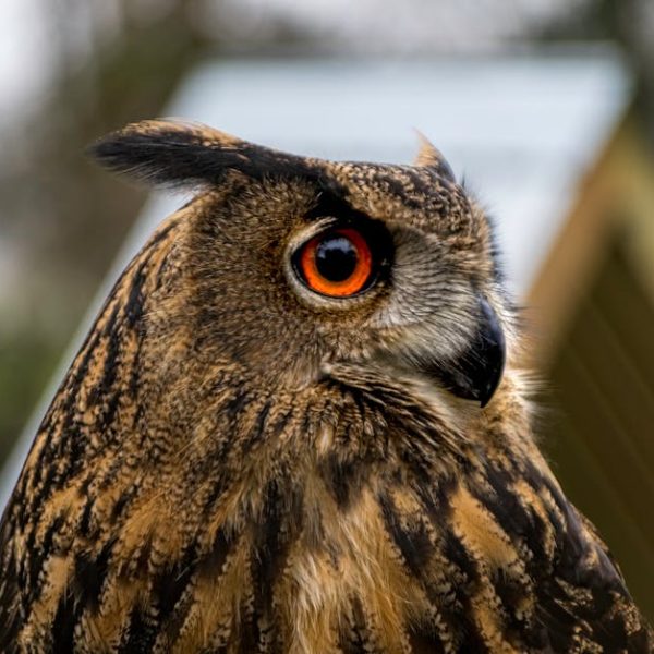 Close-up of a brown and black owl with bright orange eyes, looking to the side, outdoors with a blurred background.