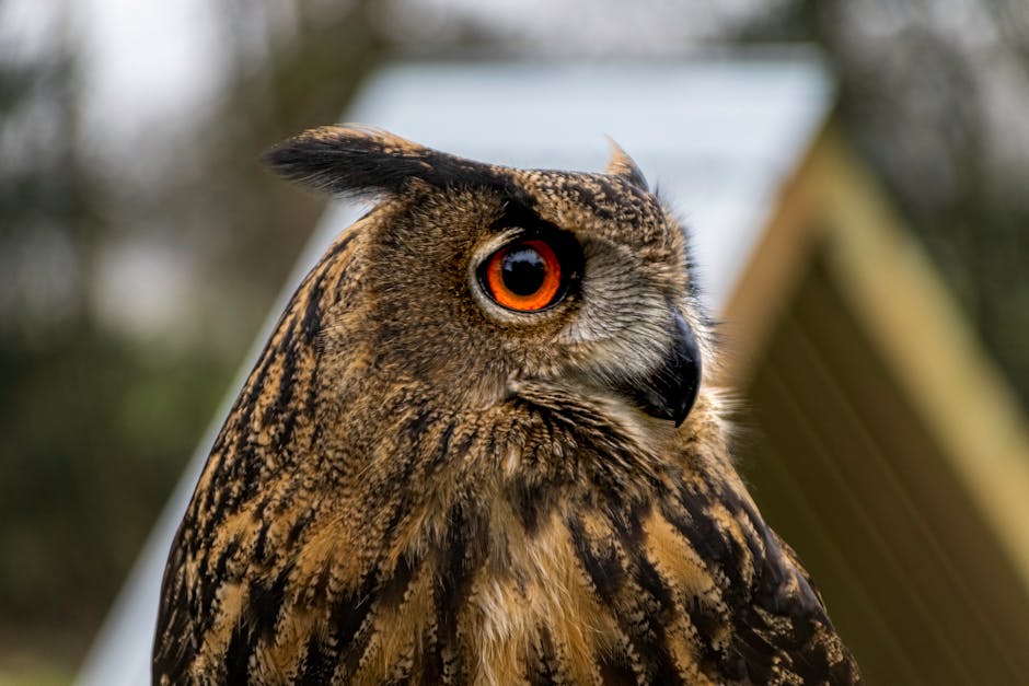 Close-up of a brown and black owl with bright orange eyes, looking to the side, outdoors with a blurred background.