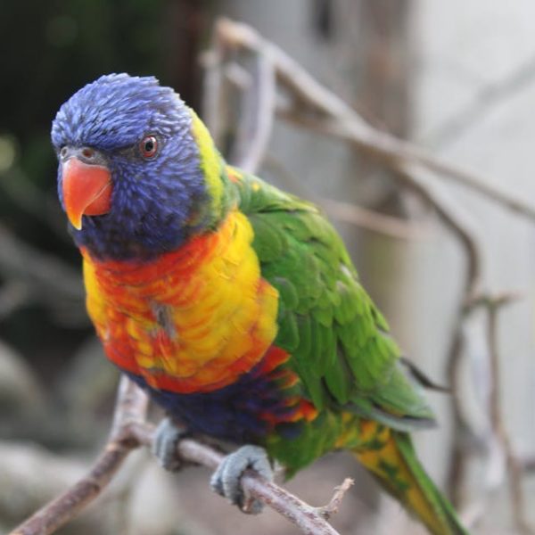 A rainbow lorikeet with vibrant blue, green, yellow, orange, and red feathers perched on a branch.