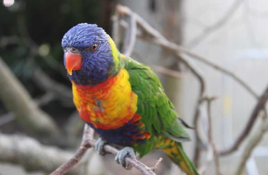 A rainbow lorikeet with vibrant blue, green, yellow, orange, and red feathers perched on a branch.