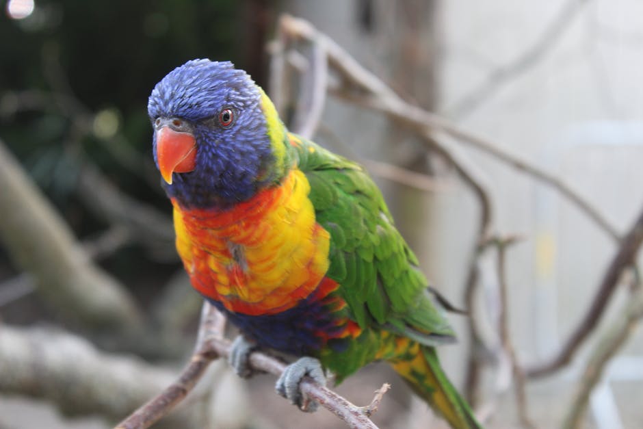 A rainbow lorikeet with vibrant blue, green, yellow, orange, and red feathers perched on a branch.