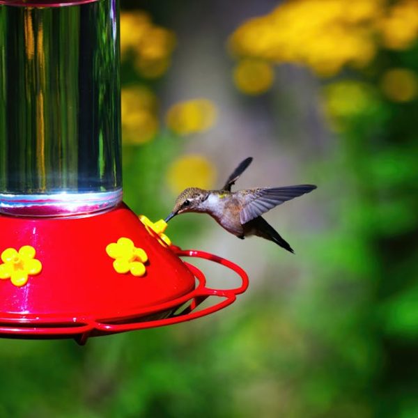 A hummingbird drinks from a red and yellow feeder outdoors, with blurred yellow flowers and green foliage in the background.