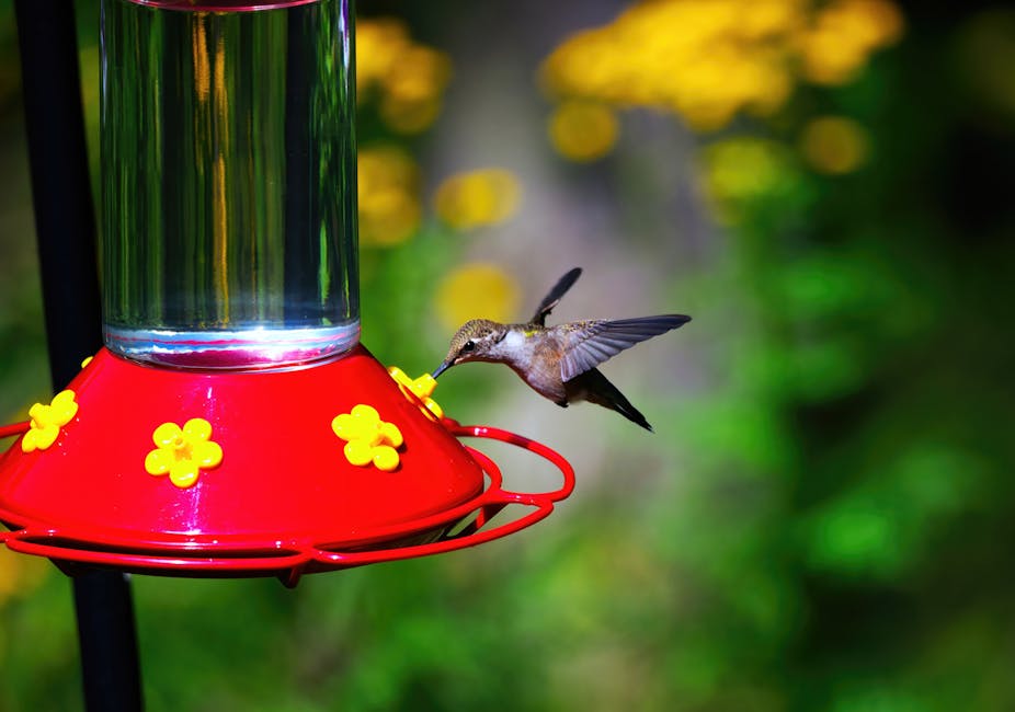 A hummingbird drinks from a red and yellow feeder outdoors, with blurred yellow flowers and green foliage in the background.