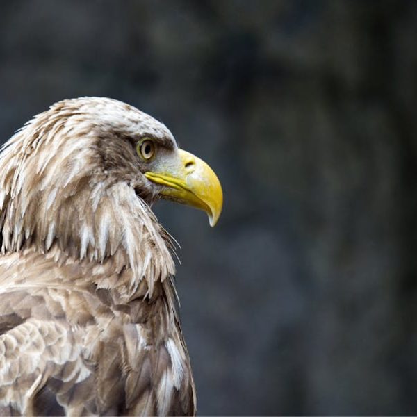 Close-up side view of a brown eagle with a yellow beak against a blurred dark background.