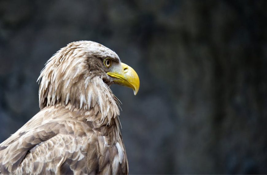 Close-up side view of a brown eagle with a yellow beak against a blurred dark background.
