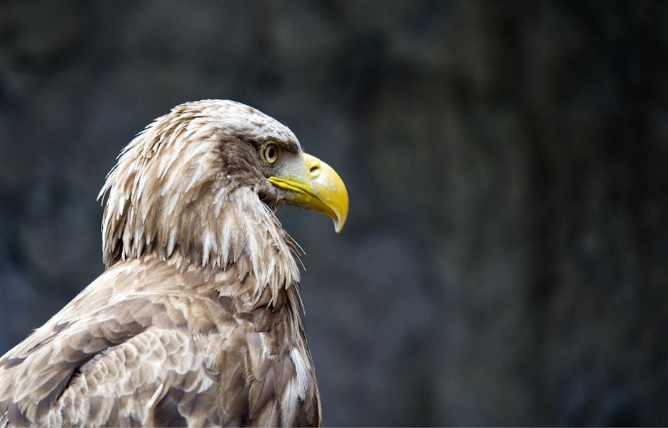 Close-up side view of a brown eagle with a yellow beak against a blurred dark background.
