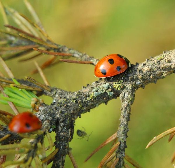 A close-up of a ladybug with black spots on a branch, with another ladybug and green needles visible in the background.