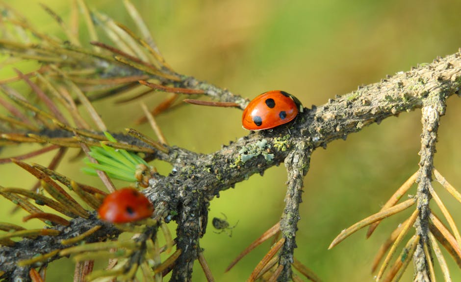 A close-up of a ladybug with black spots on a branch, with another ladybug and green needles visible in the background.