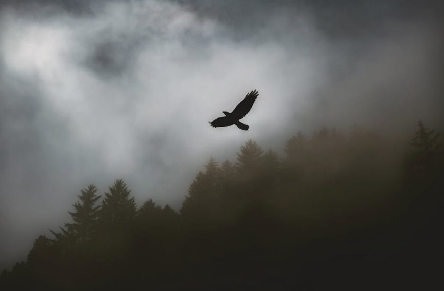 A bird is silhouetted in flight against a cloudy sky above a forest of tall, dark trees.