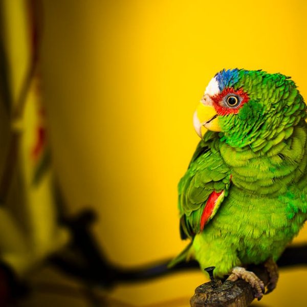 A green parrot with red and blue markings sits on a perch against a yellow background.