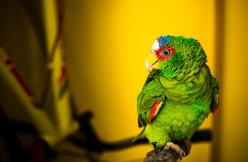 A green parrot with red and blue markings sits on a perch against a yellow background.
