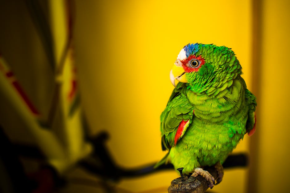A green parrot with red and blue markings sits on a perch against a yellow background.