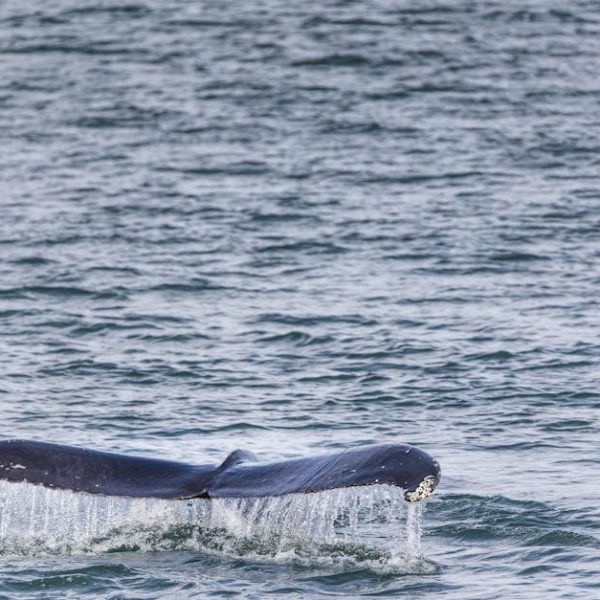 A whale's tail fin emerges from the water, dripping with droplets, in the middle of a calm ocean.