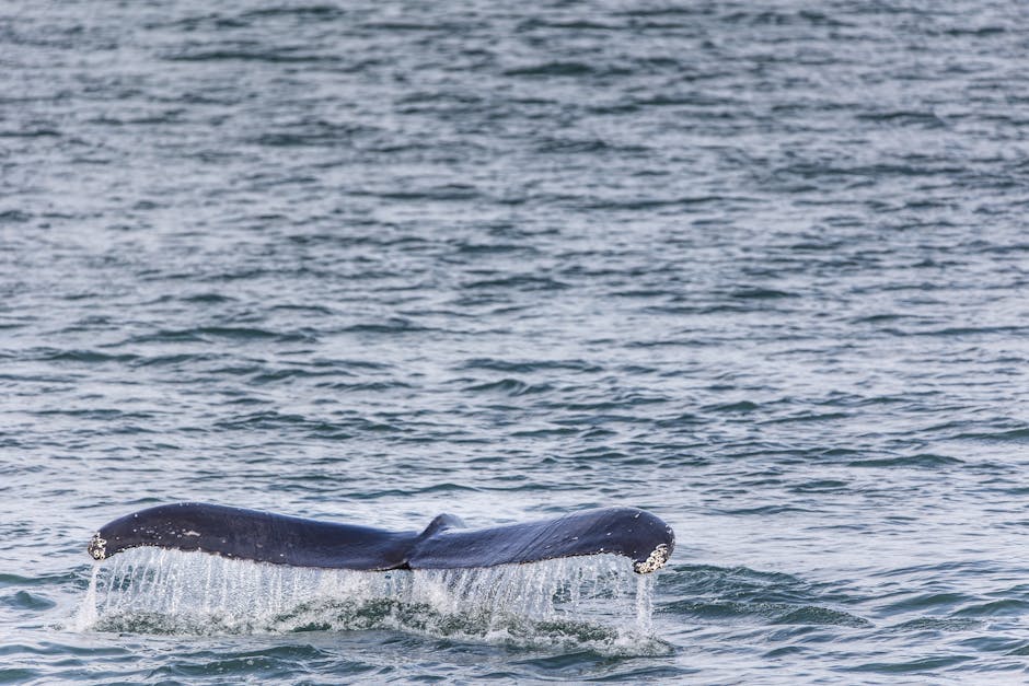 A whale's tail fin emerges from the water, dripping with droplets, in the middle of a calm ocean.