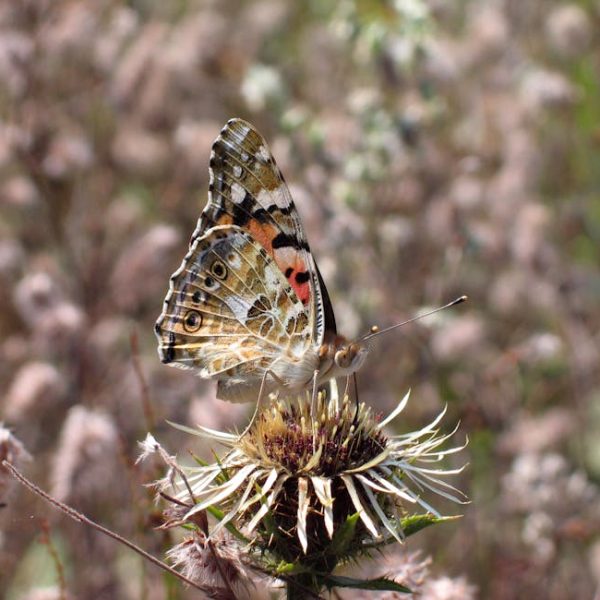 A butterfly with patterned wings is perched on a dried thistle flower in a field with blurred plants in the background.