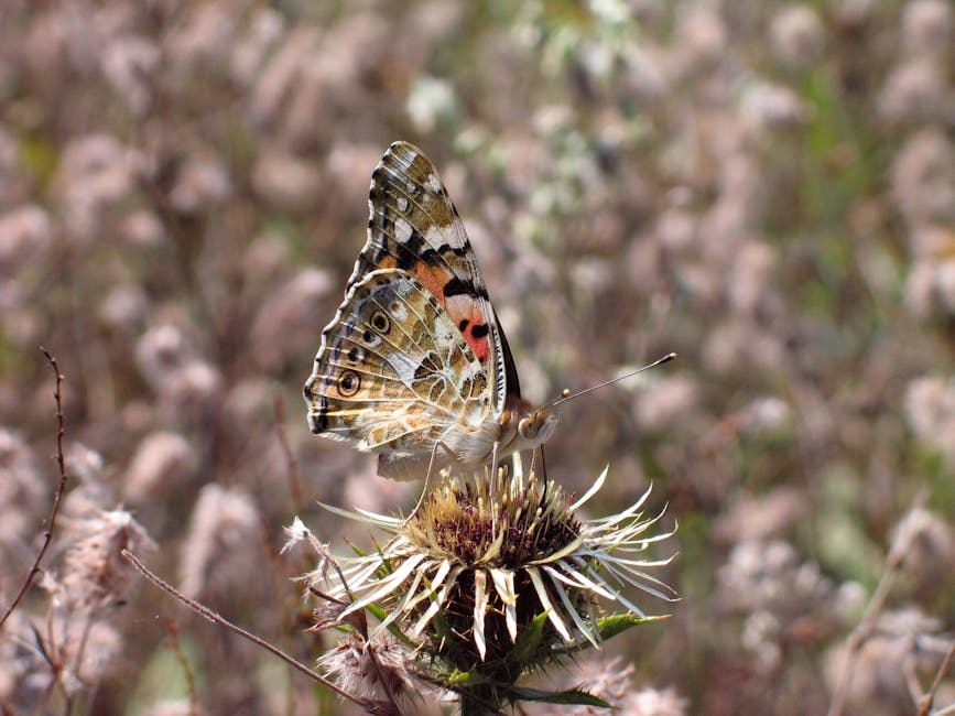 A butterfly with patterned wings is perched on a dried thistle flower in a field with blurred plants in the background.