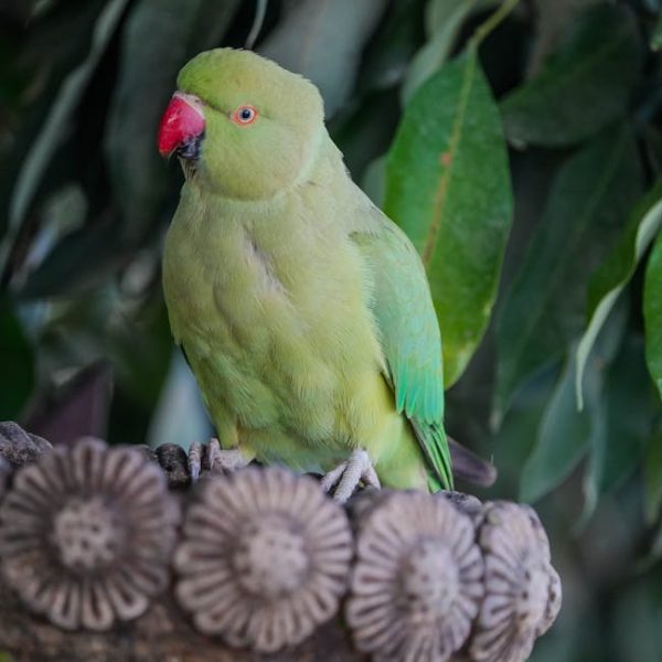 A green parrot with a red beak is perched on a decorative stone structure, with green leaves in the background.