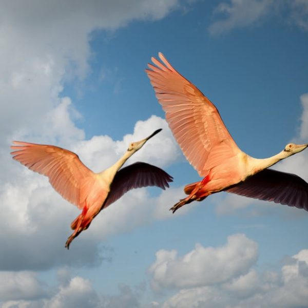 Two pink birds with long beaks and wings extended are flying in a partly cloudy sky.