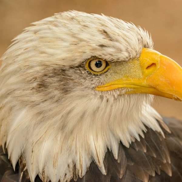 Close-up of a bald eagle's head with white feathers, a yellow beak, and sharp eyes, set against a blurred brown background.