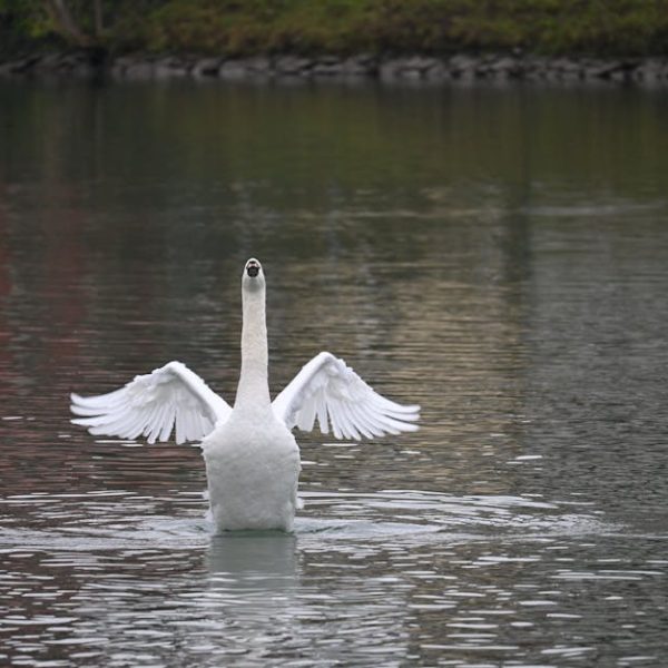 A white swan spreads its wings while standing in the middle of a calm lake, with greenery reflected in the water.