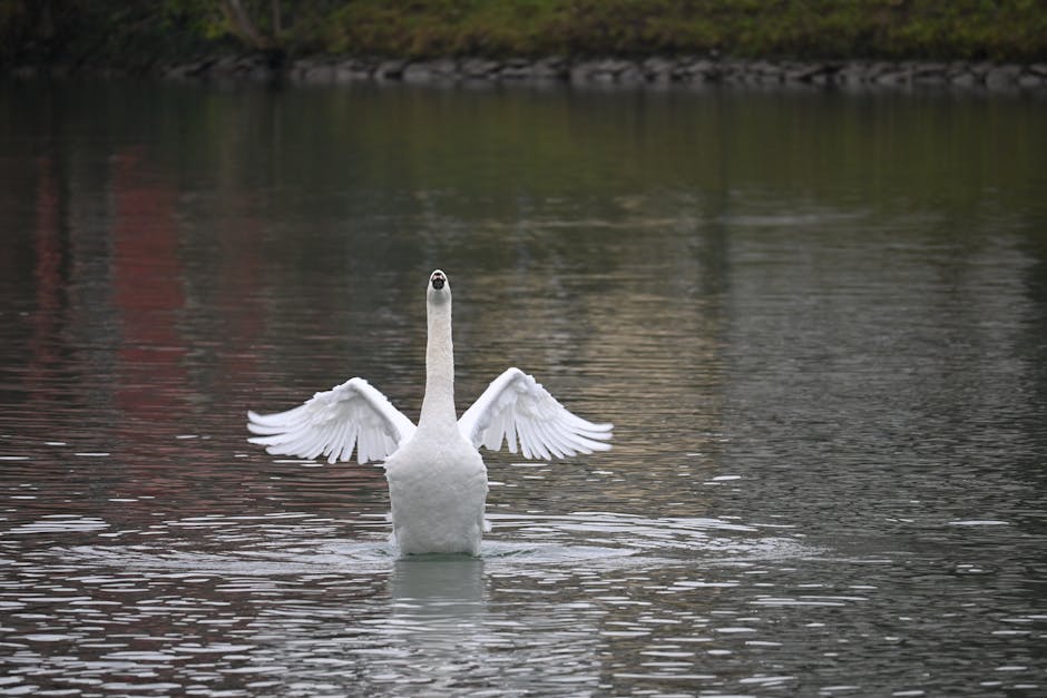 A white swan spreads its wings while standing in the middle of a calm lake, with greenery reflected in the water.