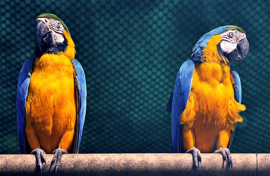 Two blue and yellow parrots perched on a wooden bar against a green mesh background.