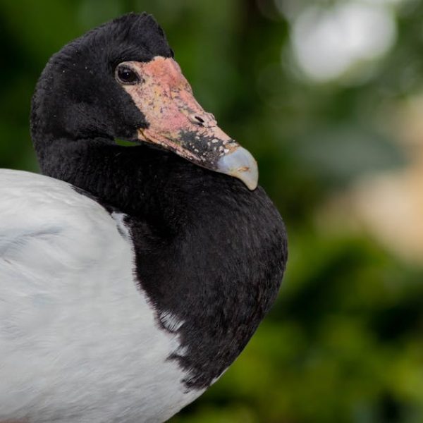 A close-up of a black and white duck with a pink and black beak, standing outdoors with a blurred green background.