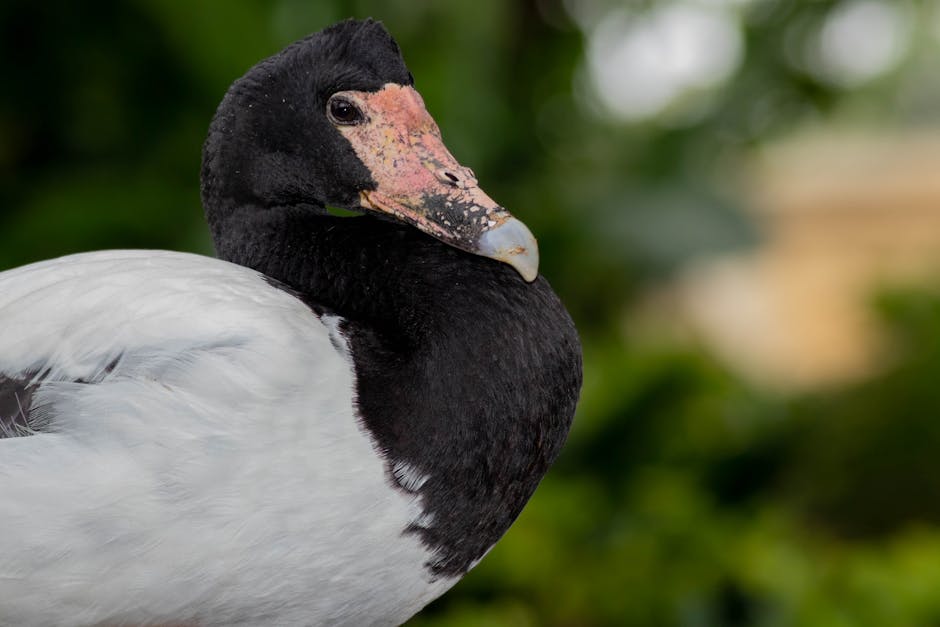 A close-up of a black and white duck with a pink and black beak, standing outdoors with a blurred green background.