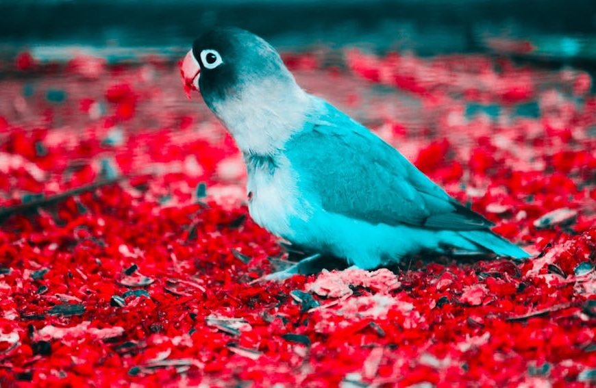 A small blue and white bird stands on a ground covered with bright red petals or leaves.