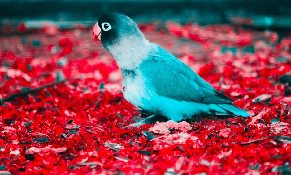 A small blue and white bird stands on a ground covered with bright red petals or leaves.