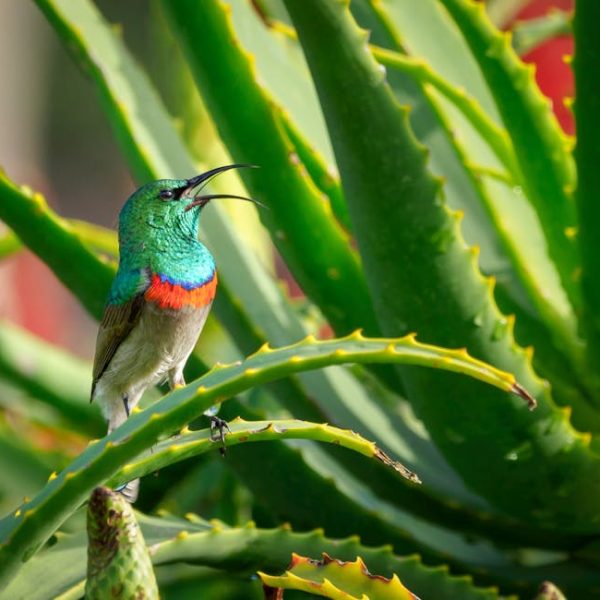 A small bird with iridescent green and red feathers perches on a thick, spiky green plant, appearing to sing or call out.