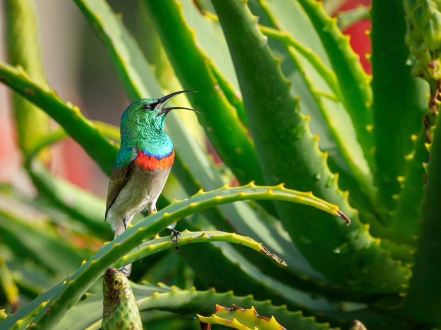 A small bird with iridescent green and red feathers perches on a thick, spiky green plant, appearing to sing or call out.
