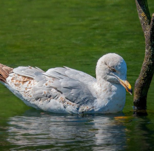 A seagull floats on green water near a partially submerged tree branch, its reflection visible on the water's surface.