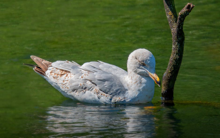 A seagull floats on green water near a partially submerged tree branch, its reflection visible on the water's surface.