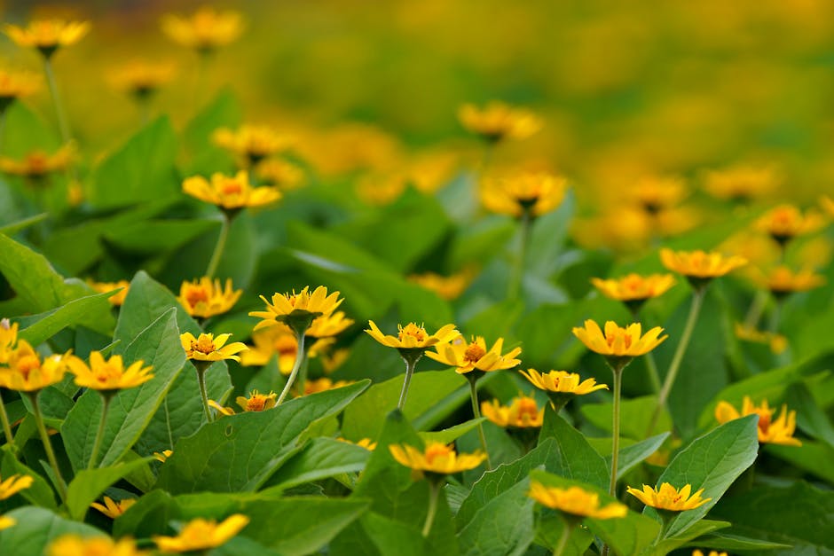 Close-up of a field of yellow flowers with green leaves, showing numerous blossoms in focus with more flowers blurred in the background.